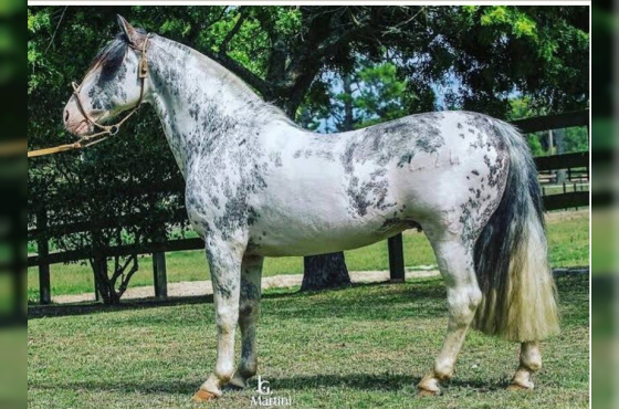 GUAMPA NUTRIERO