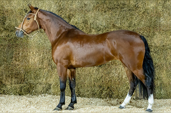 HIJUELA DE LAS BUENAS