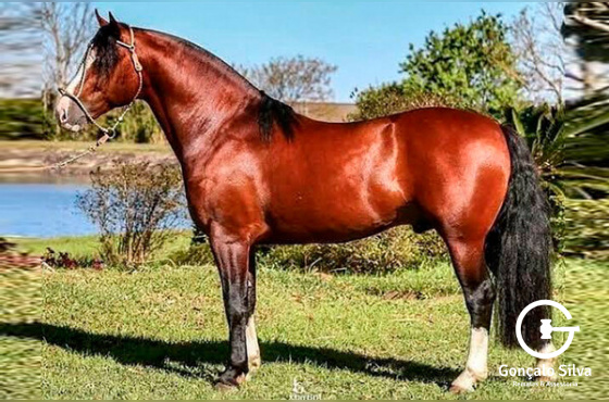 YANCA INTENDENTE OU GAP OESTE 