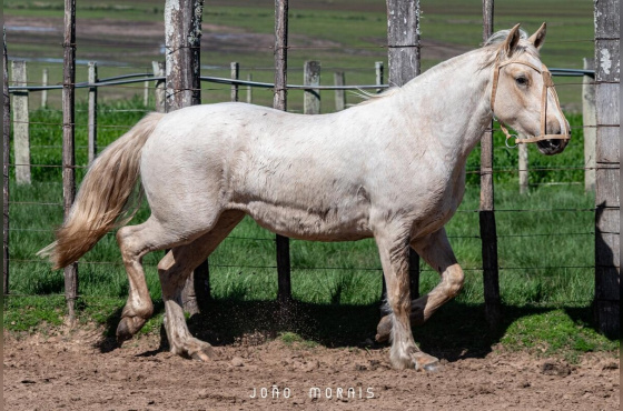 SANTA AUGUSTA UVA BRANCA