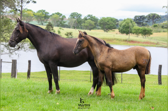 RENDILHA DA SÃO JOÃO DO BURITY