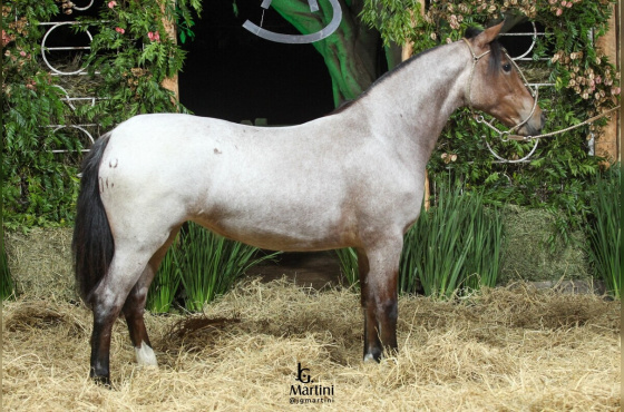 AS MALKE OLINDA II
