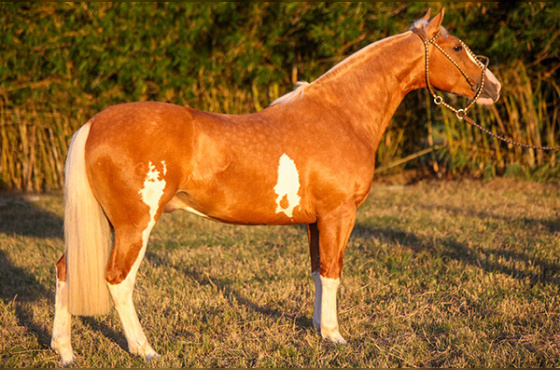 DIREITO DE USO DE 5 COBERTURAS PATRIOTA DA KITA 