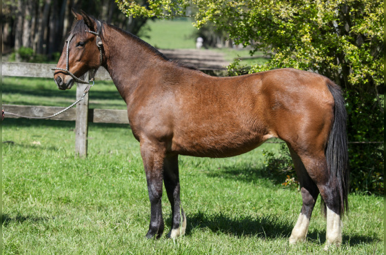 NA ESCOLHA EMBRIÃO PIEDRAITA TAPE OU PLATA Y RIENDA TAPE OU QUILLAHUE TAPE