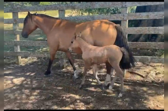 Filha indio boeiro , macho ao pé de Quero Quero Cavalera ( Magistrado) prenhe Retruco da Vendramim ( Macanudo )