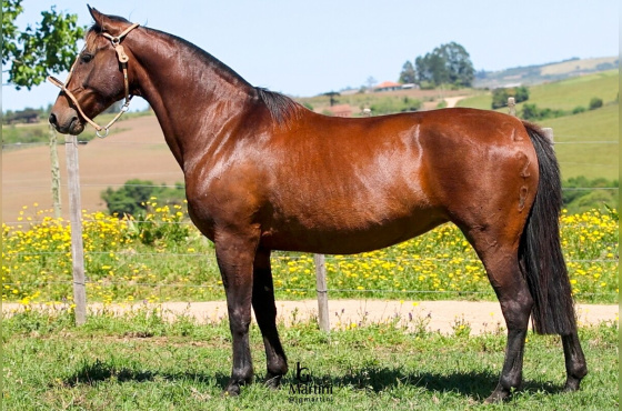 LAS CALLANAS LA VUELTA 