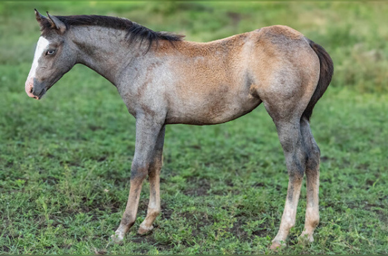 VERTICAL PEPPY SMART GUN OU QUEEN KETIE GUN 