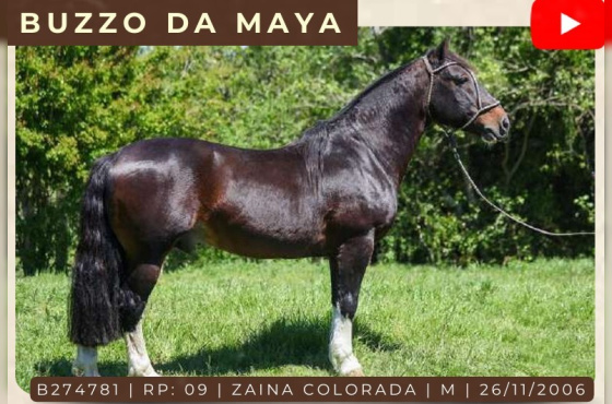 BUZZO DA MAYA - COBERTURAS