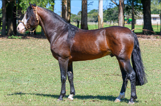 RUBI DA BELA ESPERANÇA