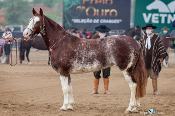 TL MANCHA CRIOULA-TE