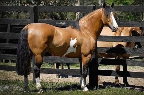 COBERTURA INDIO DO BOEIRO