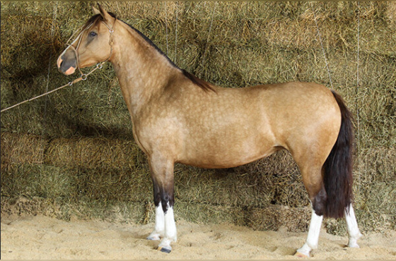 SANGA FUNDA DO TABOÃO 