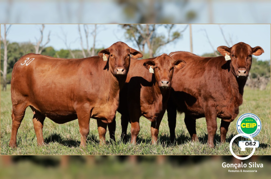 VACAS DESMAMADAS PRENHES - RM - LOTE
