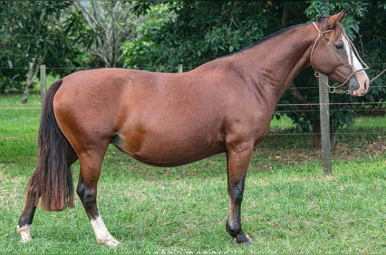 VIÚVA NEGRA DE SANTA CINILDA