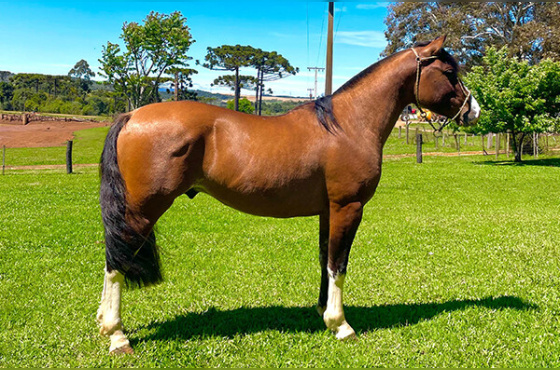 VERGÃO DA SÃO JOÃO DO BURITY