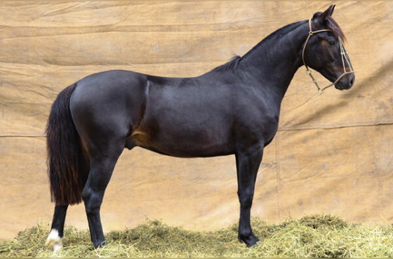 LEM RIO NEGRO