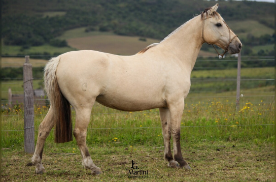 POLACA DO CAPÃO GRANDE 