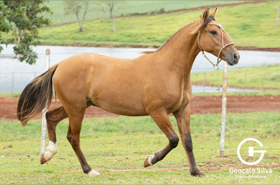 ASW  JAMEL OURO
