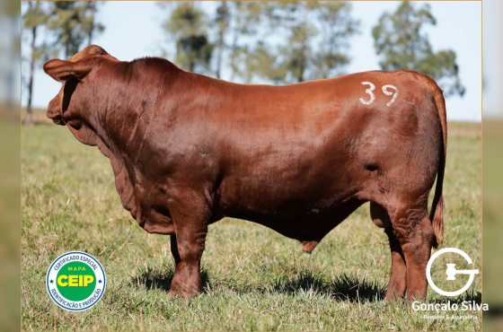 MR CAUTIVO 3436