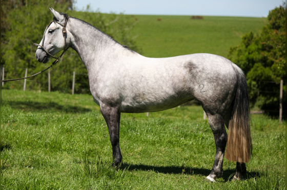 JURAS DE AMOR TAPE - TE