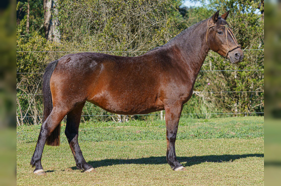 ESCUDERIA CALA BASSA