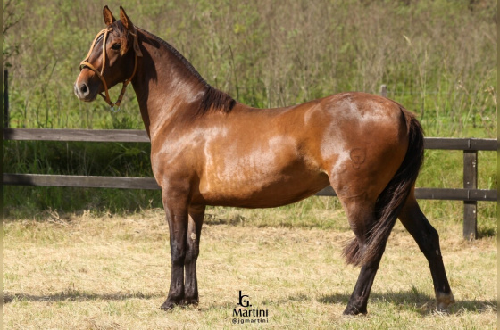 ZAMARREADA II CHARRUA