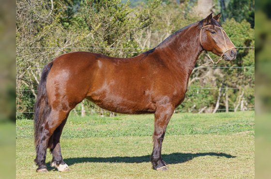 SANTO GRAAL FEITICEIRA