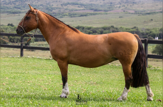 NIAZZI LUA CHEIA - Venda da Barriga