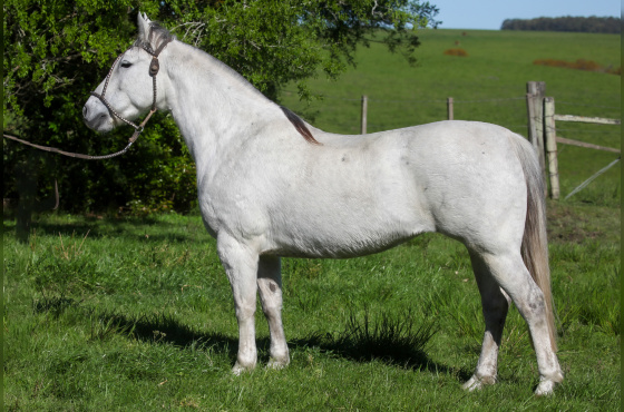NA ESCOLHA EMBRIÃO AS MALKE SOLEDAD OU ORELHANA TAPE - TE OU FANFARRONA TAPE