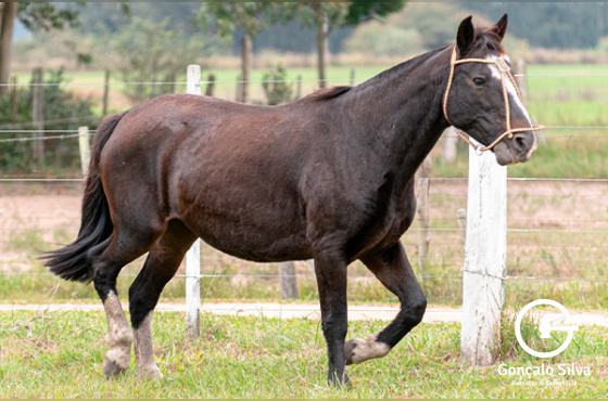 JACOBINA DO RIBEIRÃO BONITO