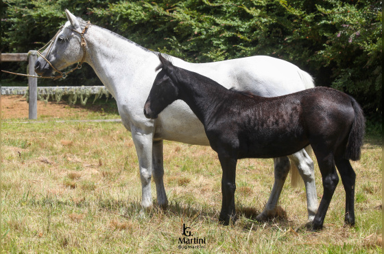 IMPERATRIZ DO CAÇADOR