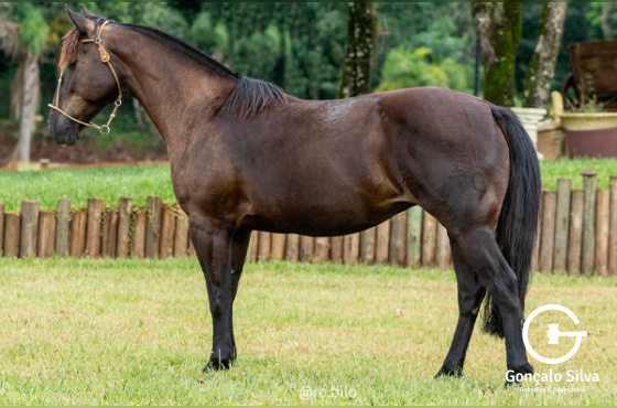 OLIVA DA ITAIPÚ
