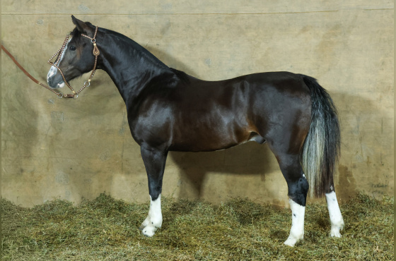 MONTE PAMPERO MONTE CRISTO