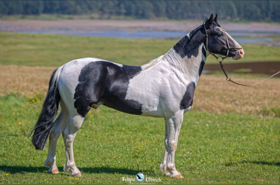 MEIA VOLTA NEGRESCO - DIREITO DE USO 