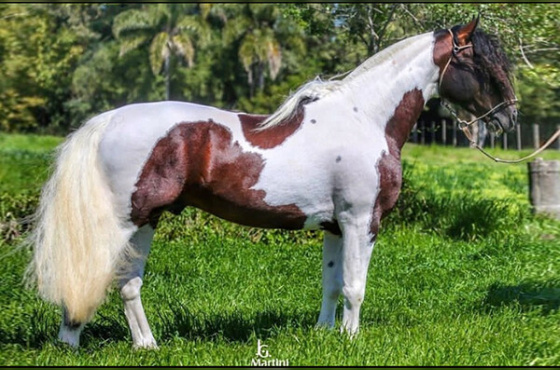 BT EL GUAPO
