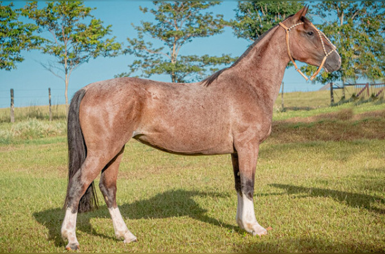 SICILIANA DA SANTA MARIA DO ITU