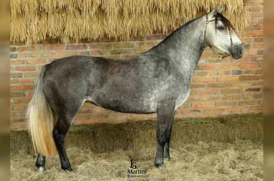 ZABELÊ MAPOCHO