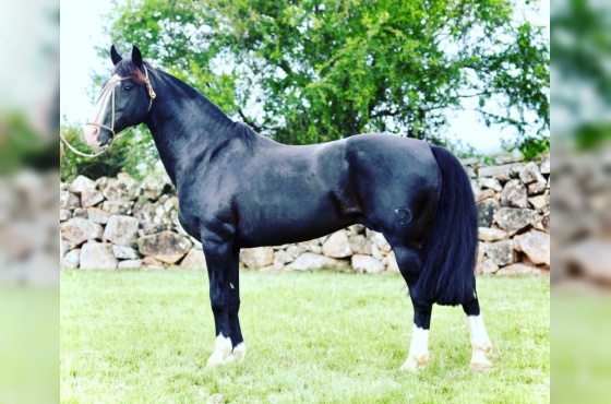 LAGO NEGRO DO VEIO D'ÁGUA - COBERTURAS