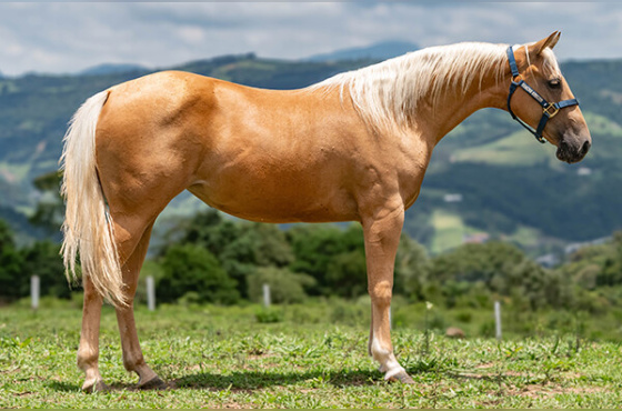 MELODYS RK RANCH