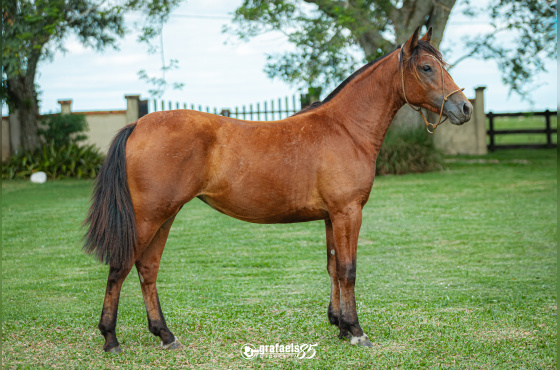 TIMBAUVA DE SANTO ANICETO