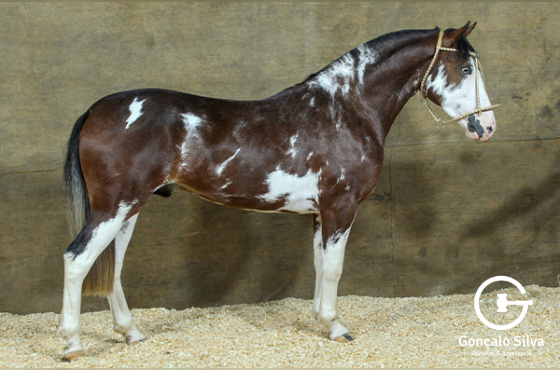 CORONADO 1963 DA RECONQUISTA 