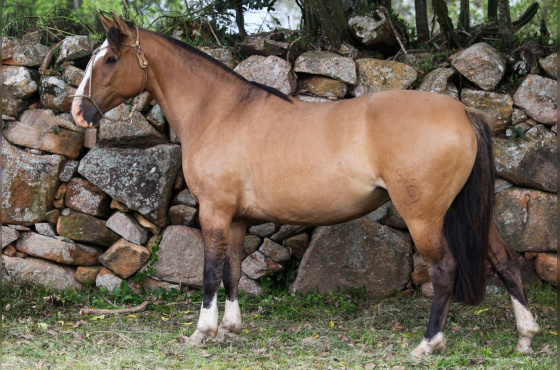 TEORIA DO VEIO D'ÁGUA