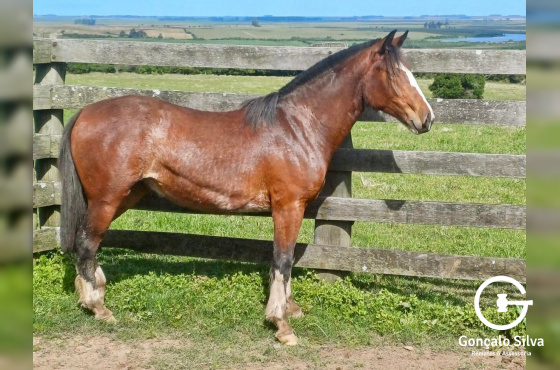 REFINADA DA BARAÚNA