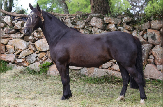 SALAMANCA DO VEIO D'ÁGUA