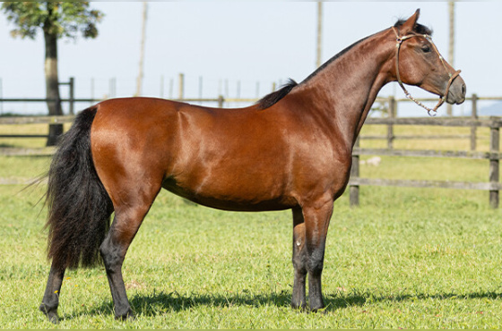 JANA DE SANTA LARISSA 