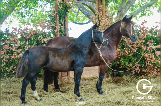 AS MALKE SANGA
