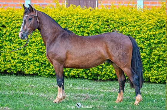 LA CASTELLANA UM REGALO