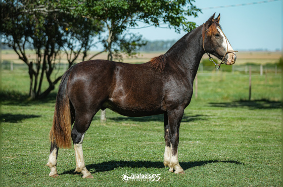 TALENTO DE SANTO ANICETO