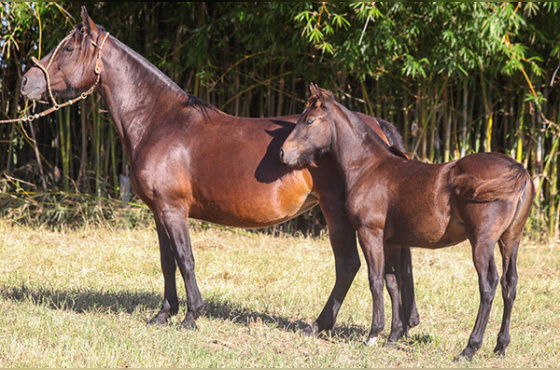 NUVENCITA DA TAROBÁ
