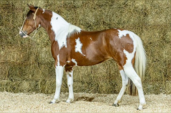 CIGANA DE SÃO MARCELO